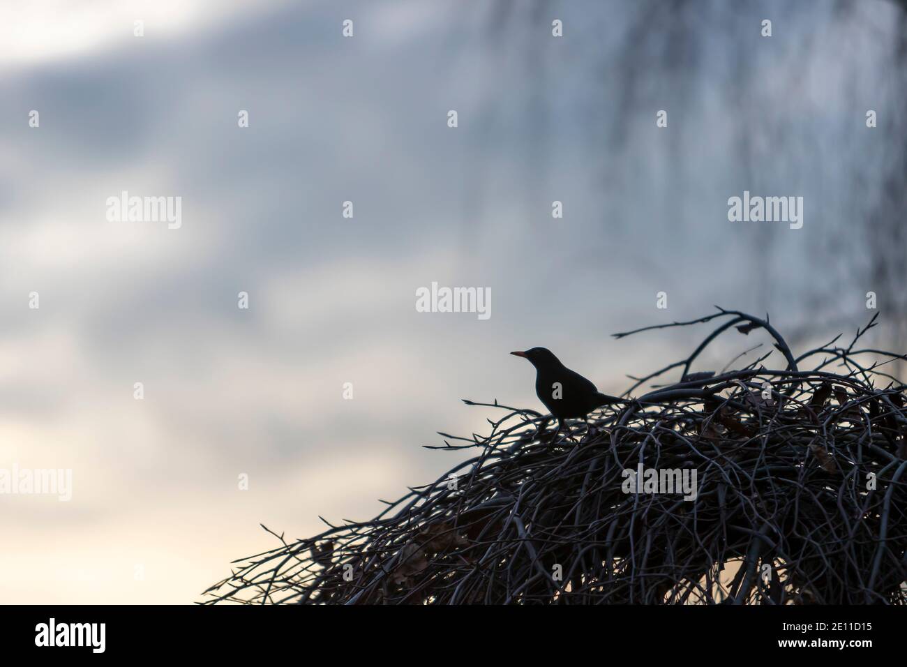 starling seduta su un cespuglio, bokeh sfondo, silhouette dell'uccello Foto Stock