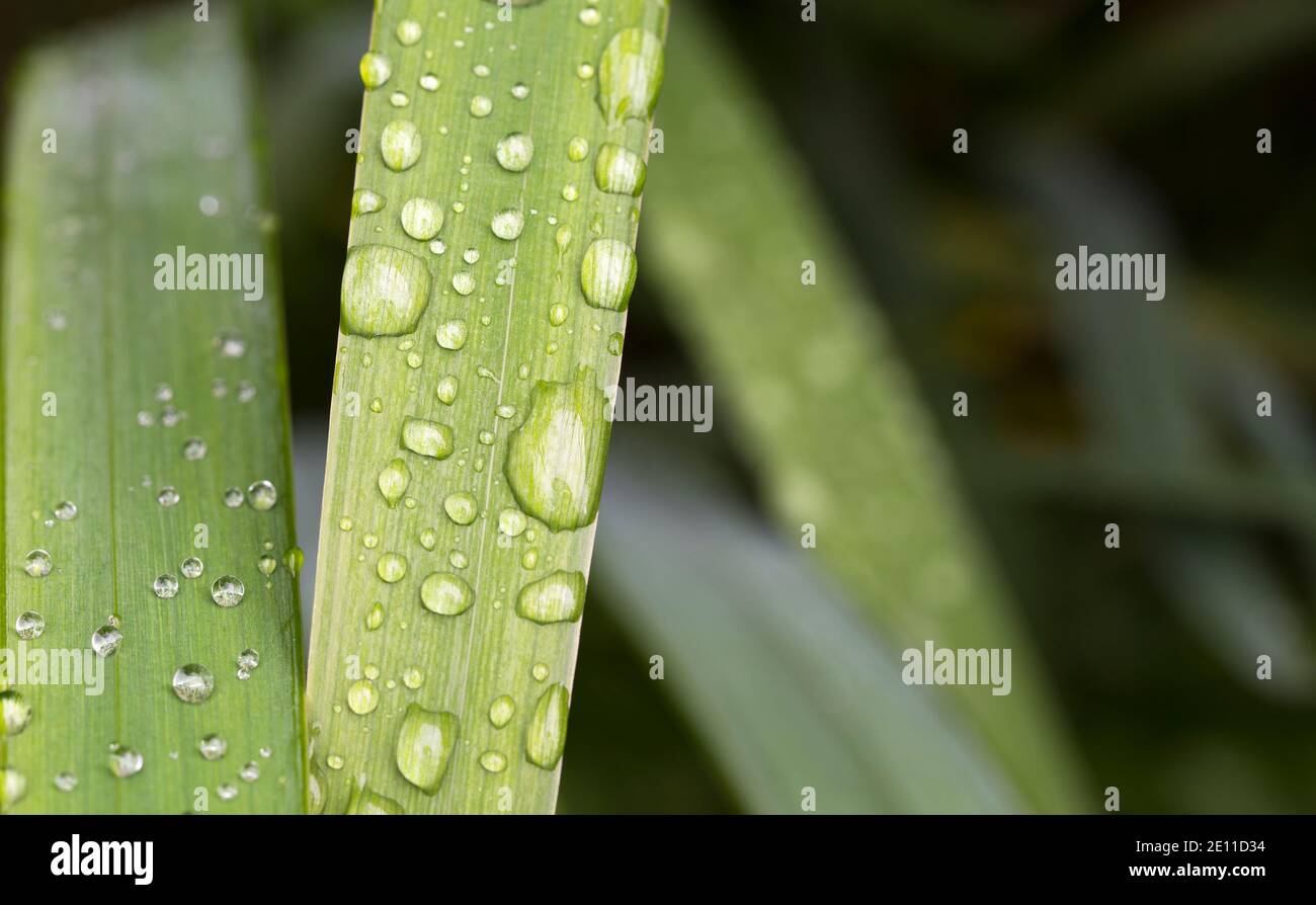 Gocce d'acqua su una lama reed Foto Stock