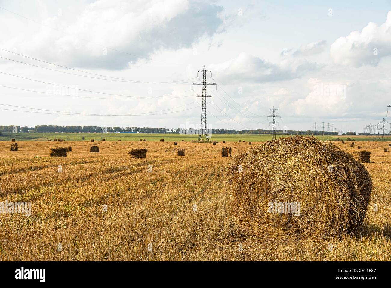 Campo di erba gialla secca con balle rotonde di fieno. Raccolta in azienda Foto Stock