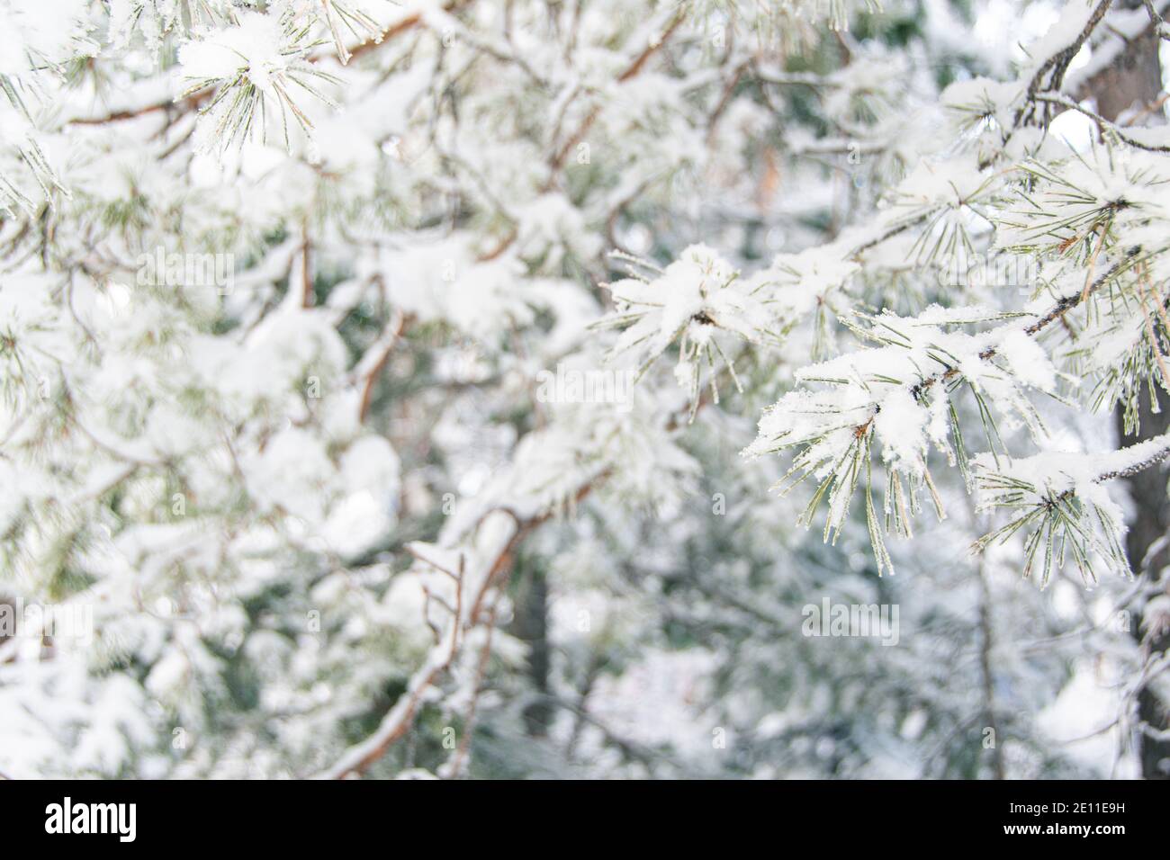 Rami di conifere sotto un denso strato di neve fresca, all'inizio dell'inverno nella foresta Foto Stock