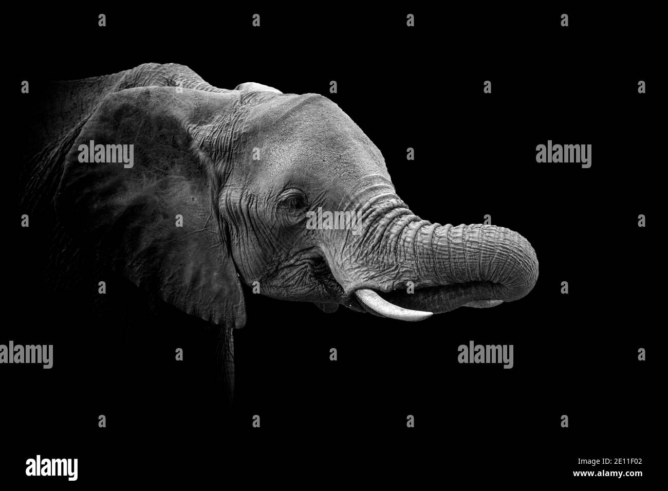 Elefante nel parco nazionale del Kenya, Africa Foto Stock
