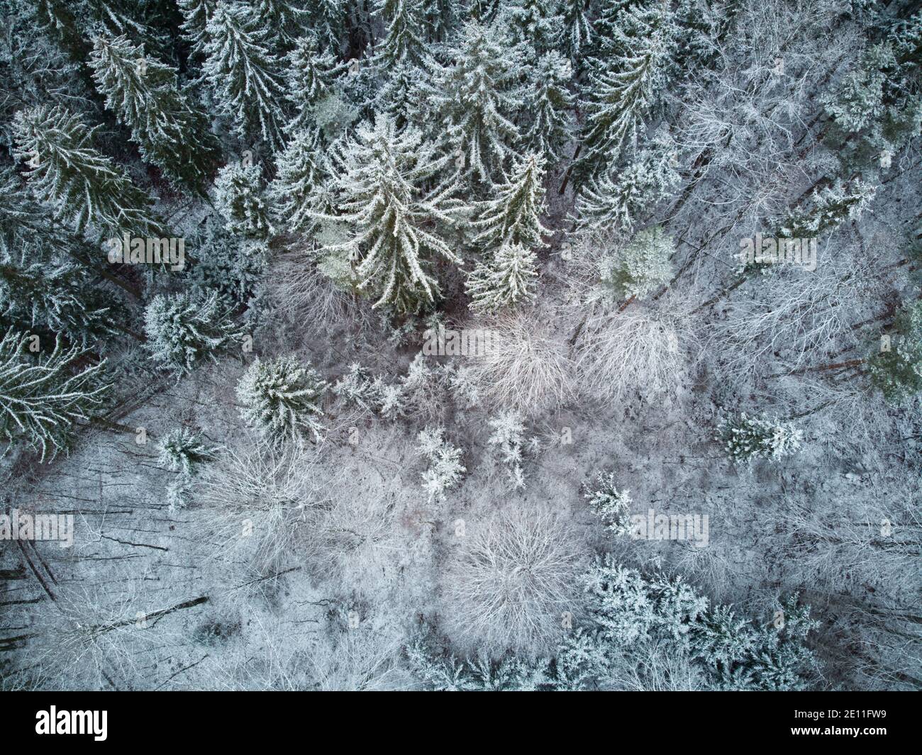 Vista dall'alto di una foresta di conifere innevate. Vista ad occhio di uccello di una foresta coperta di neve. Foto Stock