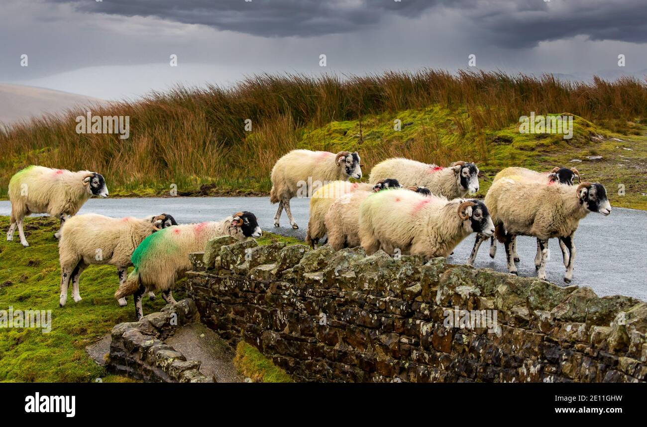 Pecora Swaledale in inverno. Un gregge di Swaledale pecore su remota strada non recintata vicino a Keld nel Nord Yorkshire. Tempo umido intenso e freddo. Orizzontale. SP Foto Stock