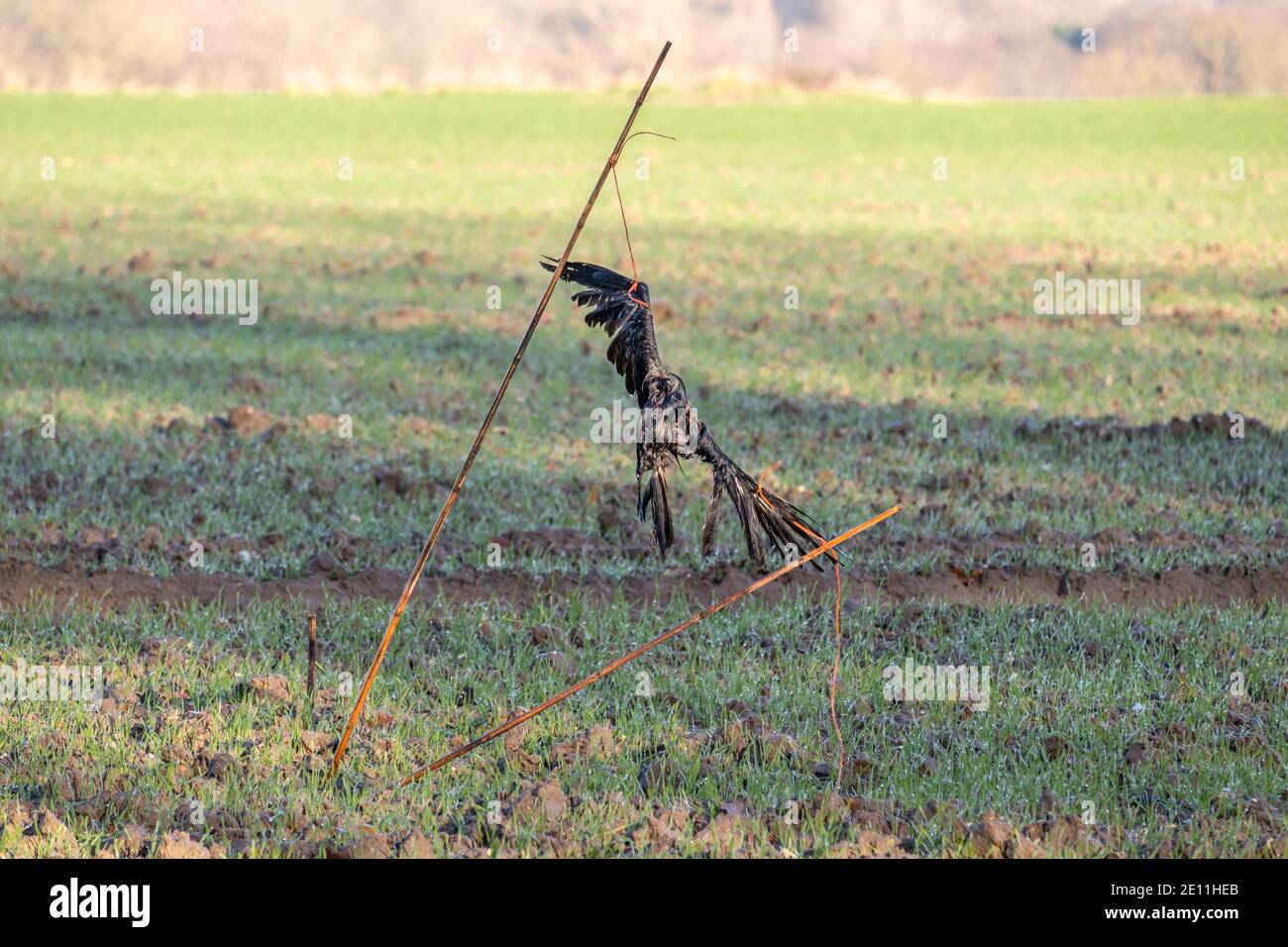 Un corvo morto utilizzato come scarrecrow per proteggere le colture invernali. Suffolk, Regno Unito. Foto Stock