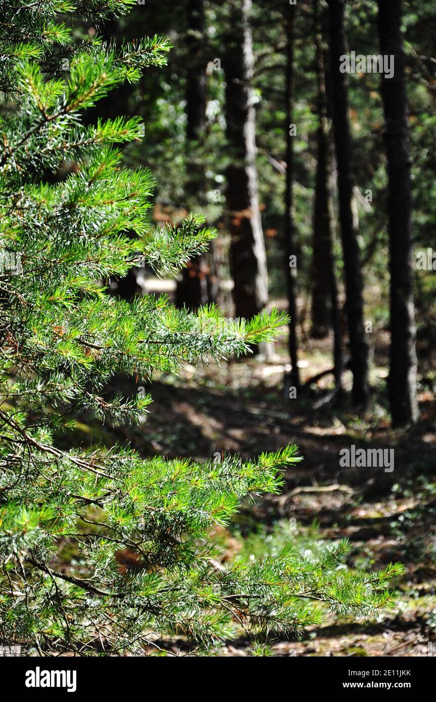 Giovane abete rosso che cresce sul bordo della foresta e dune. Foto Stock