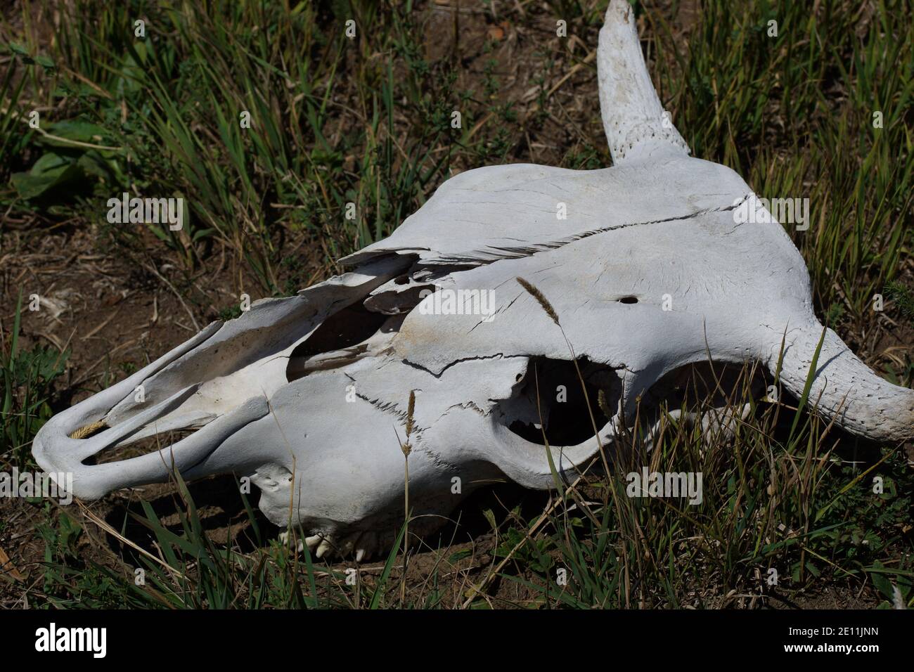 Il cranio di una mucca giace sull'erba nel prato. Mucca di bestiame Foto Stock