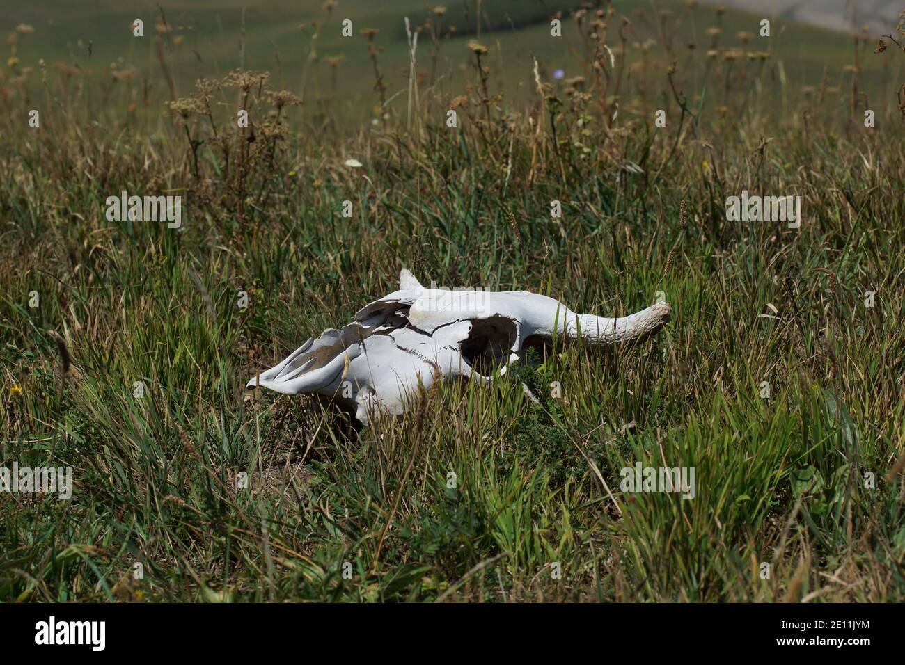 Il cranio di una mucca giace sull'erba nel prato. Mucca di bestiame Foto Stock
