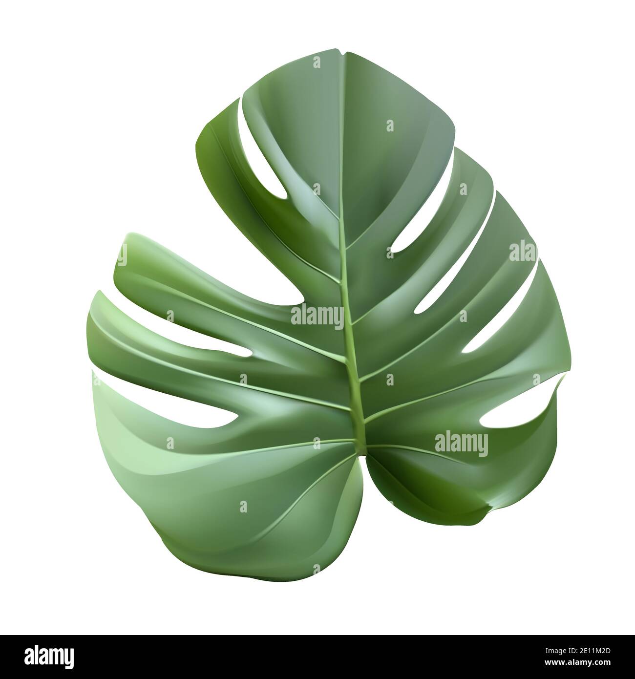 Foglia verde monstera pianta vettore illustrazione realistica Illustrazione Vettoriale