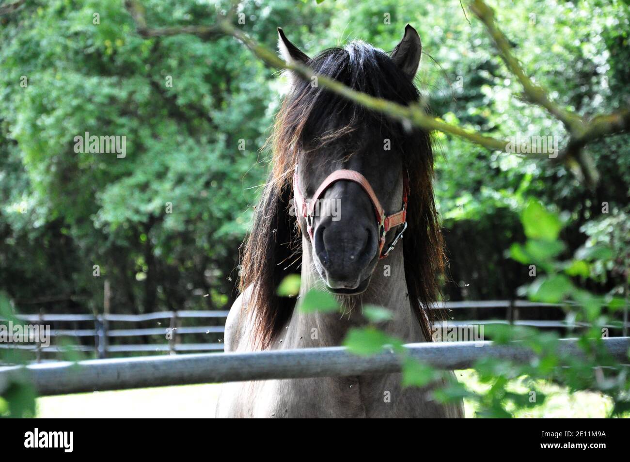 Stallone di pony polacco a Pobielno, Polonia. Foto Stock