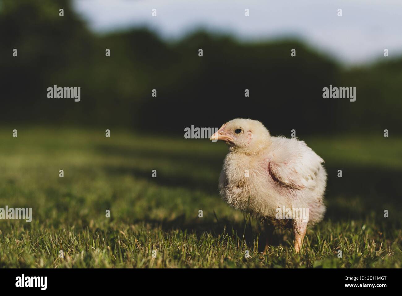 Piccolo pulcino in piedi sull'erba in Turchia Foto Stock