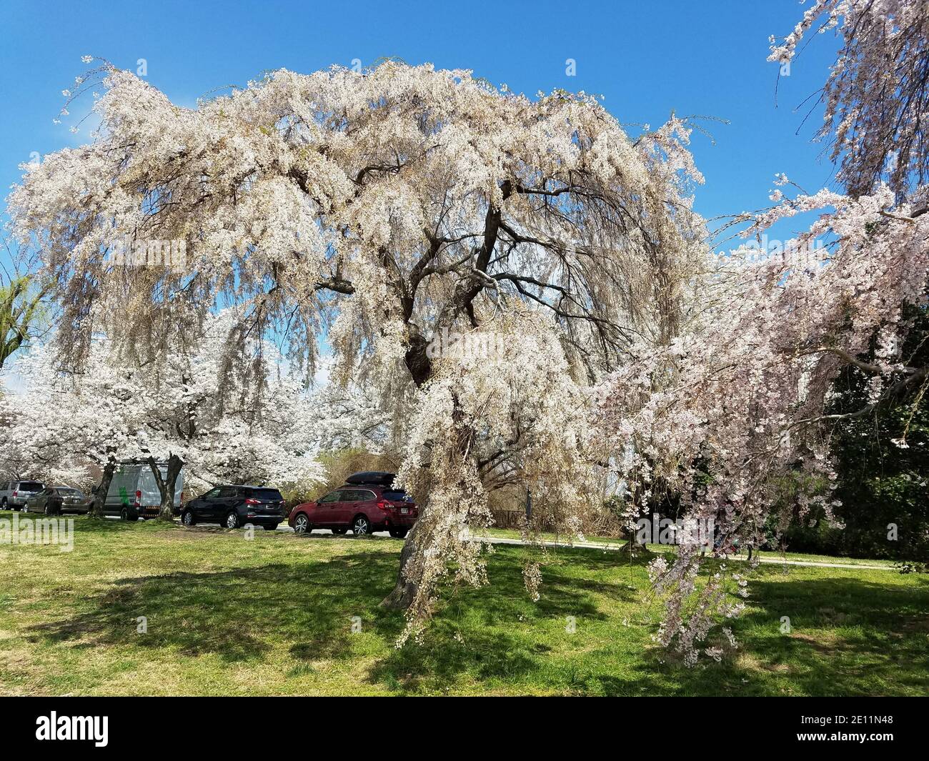 Alberi in fiore in primavera, con rami in piena fioritura contro un cielo blu, durante il Cherry Blossom Festival a Washington DC, USA. Foto Stock