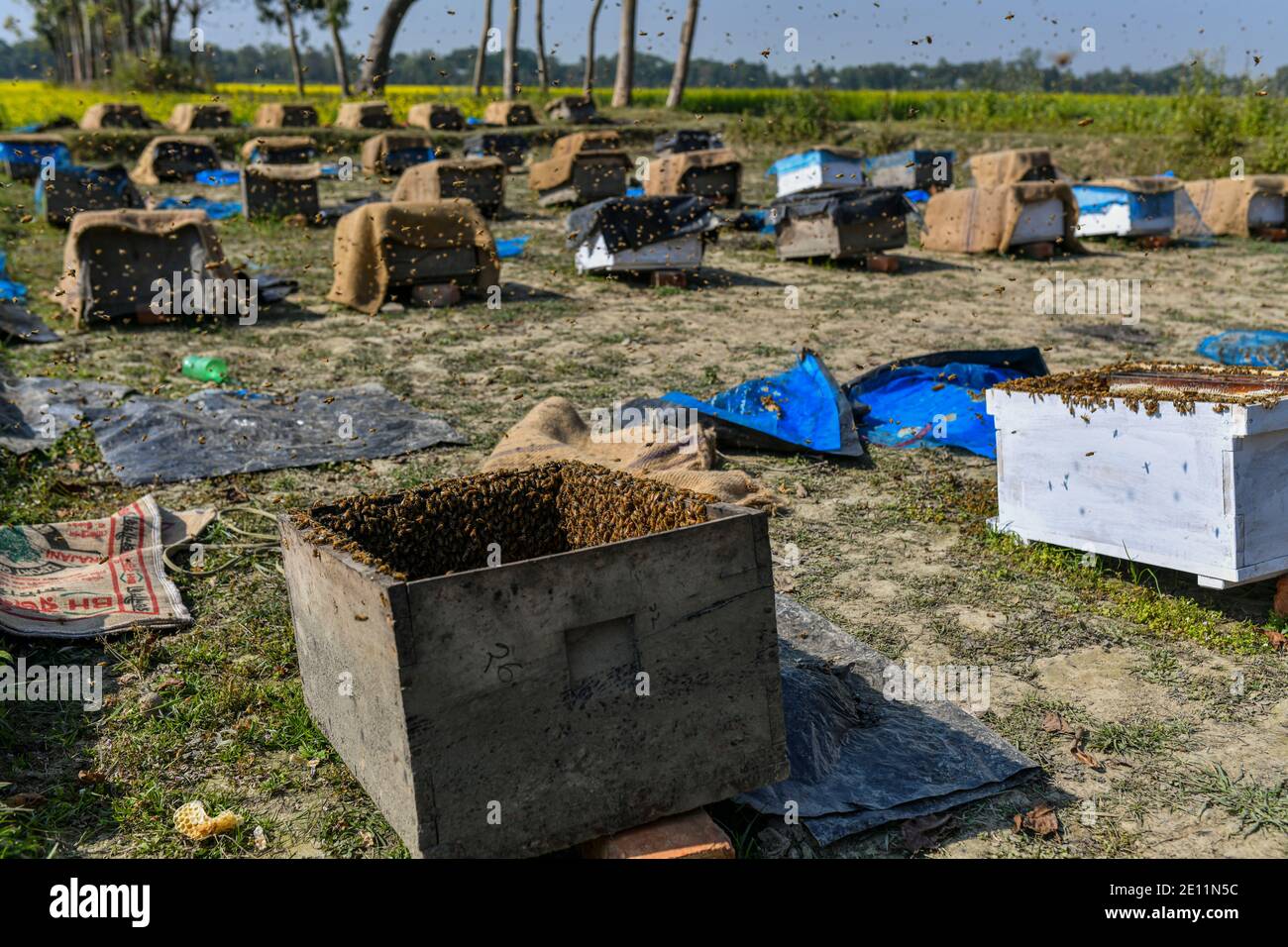 Nido dell'ape di miele (Apis dorsata) a Manikganj, alla periferia di Dhaka, Bangladesh, il 03 gennaio 2021. L'inverno in Bangladesh è la stagione più favorevole della produzione di miele quando i campi di senape nella maggior parte delle parti del paese sono in piena fioritura. Foto Stock