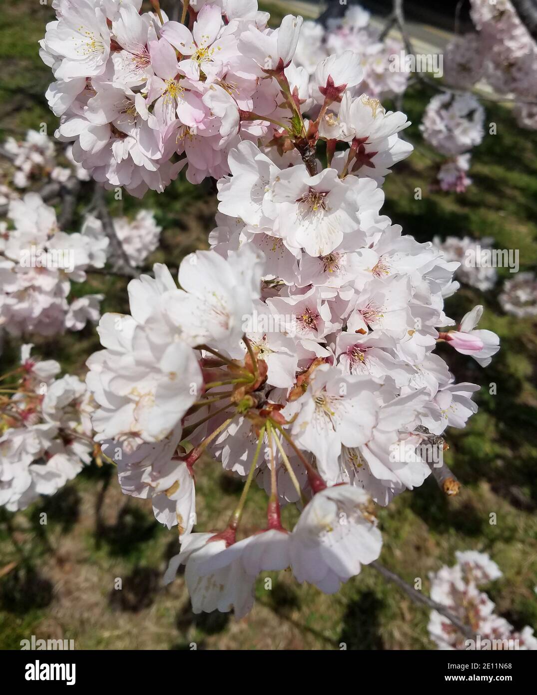 Primo piano su fioritura rosa ciliegia tree fiore grappoli, per primi sfondi primavera Foto Stock