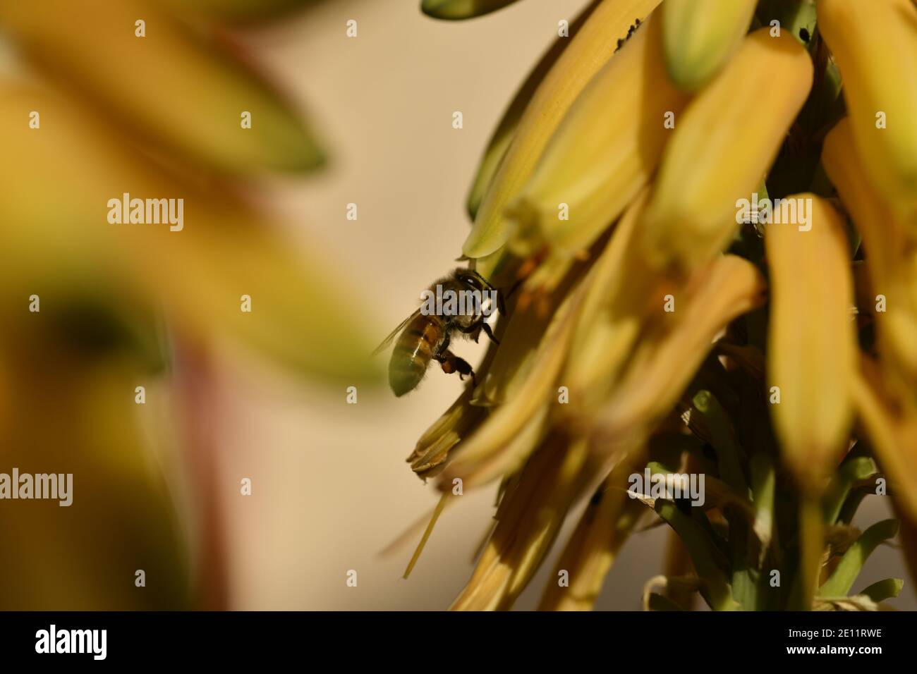 Ape su fiori gialli di Aloe vera Foto Stock