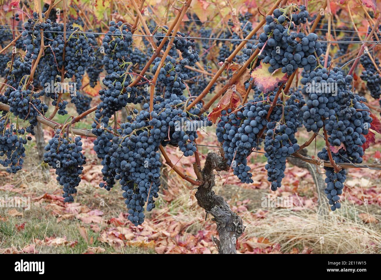 Uve Blu mature impigliate su viti, zona viticola Rhinehesse Foto Stock