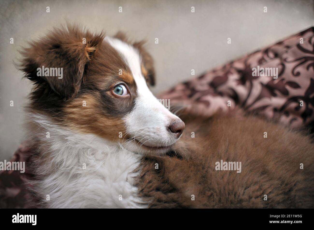 Cucciolo pastorello australiano dall'aspetto malizioso, adagiato nel suo letto di cane, DOF poco profondo - fuoco morbido. Vista laterale del cane di tre mesi a casa. Foto Stock