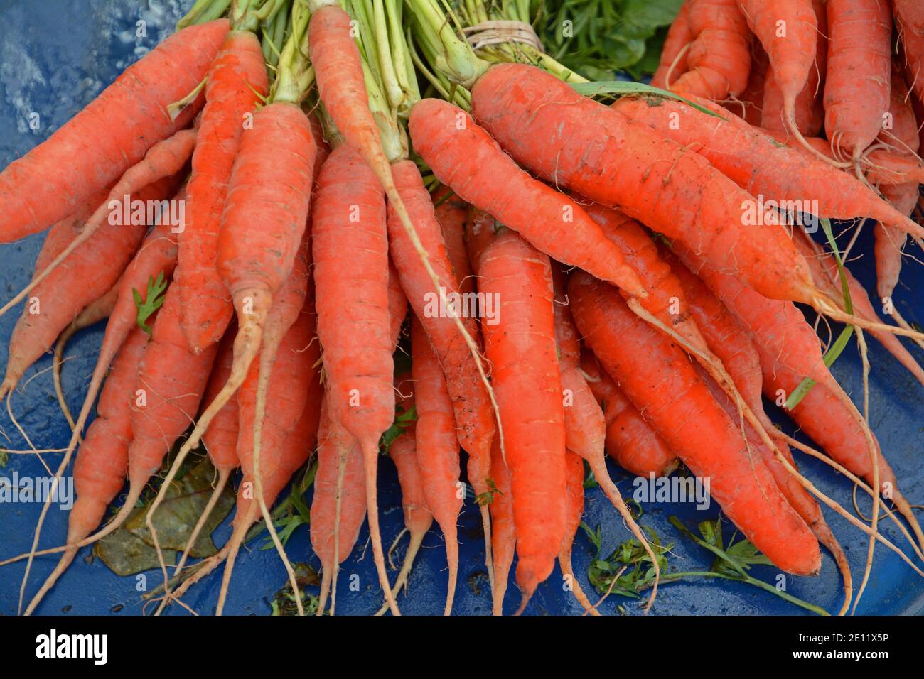 Primo piano di carote arancioni biologiche appena raccolte. Foto Stock