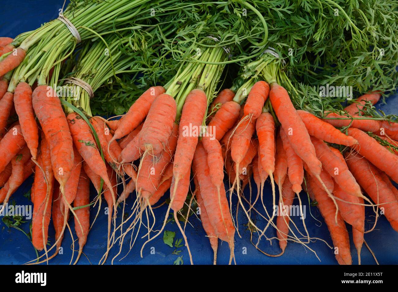 Carote aranciate a grappolo con steli verdi Foto Stock