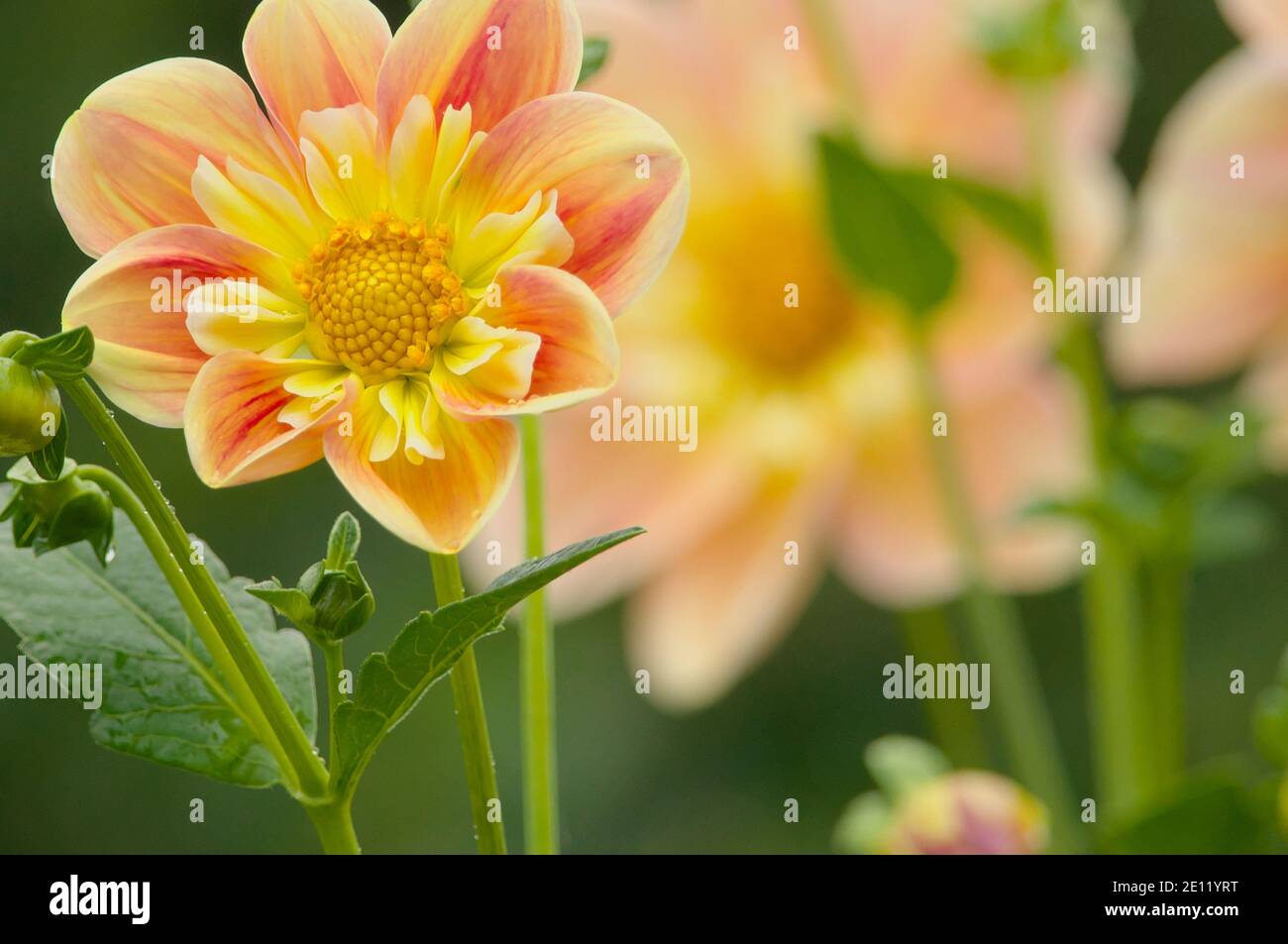 Una Dahlia color pesca con spazio per la copia. Foto Stock