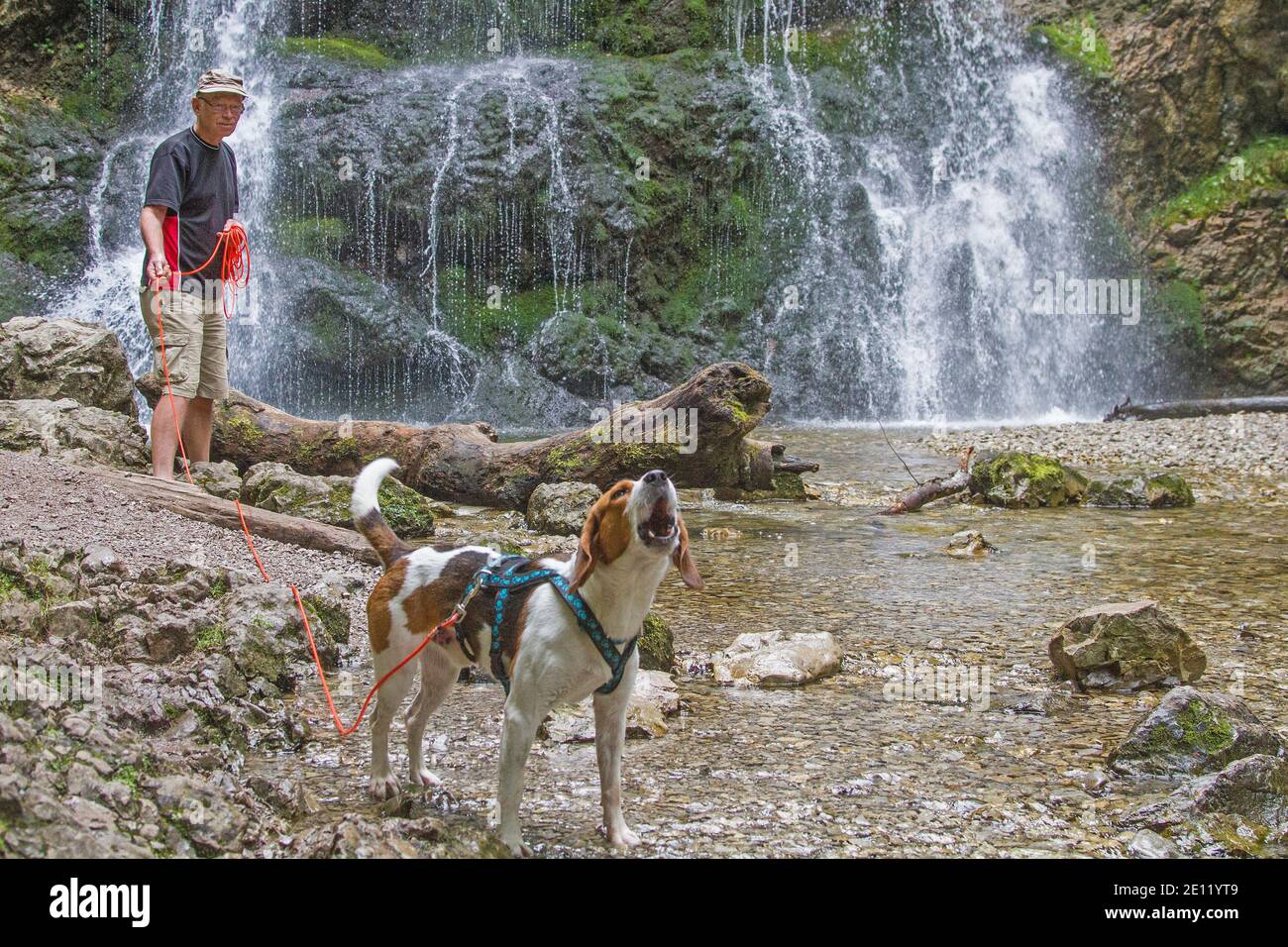 Beagle fa una passeggiata con il suo Maestro al Josefstaler Cascata in alta Baviera Foto Stock