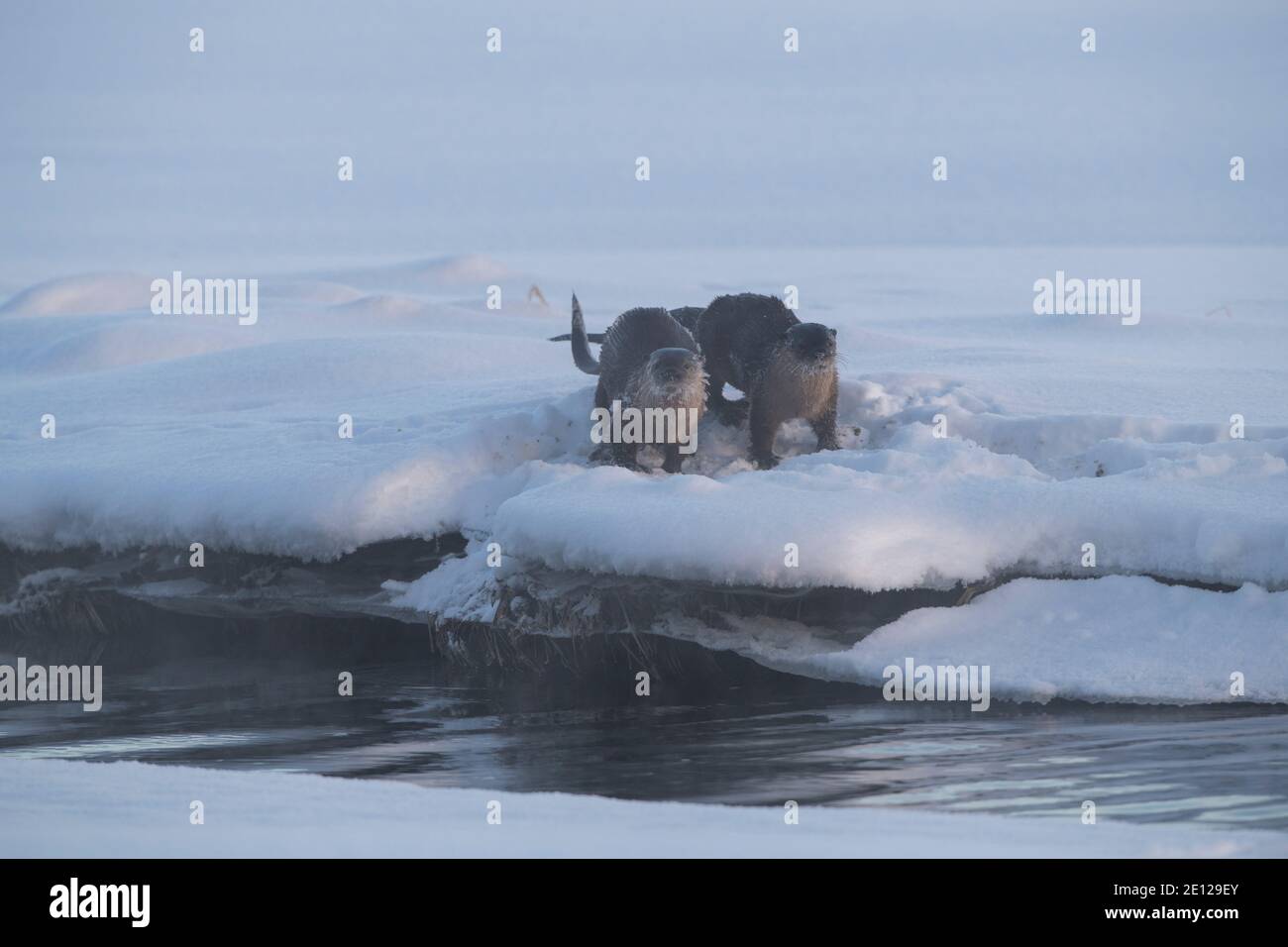 Lontre di fiume in inverno, Wyoming Foto Stock