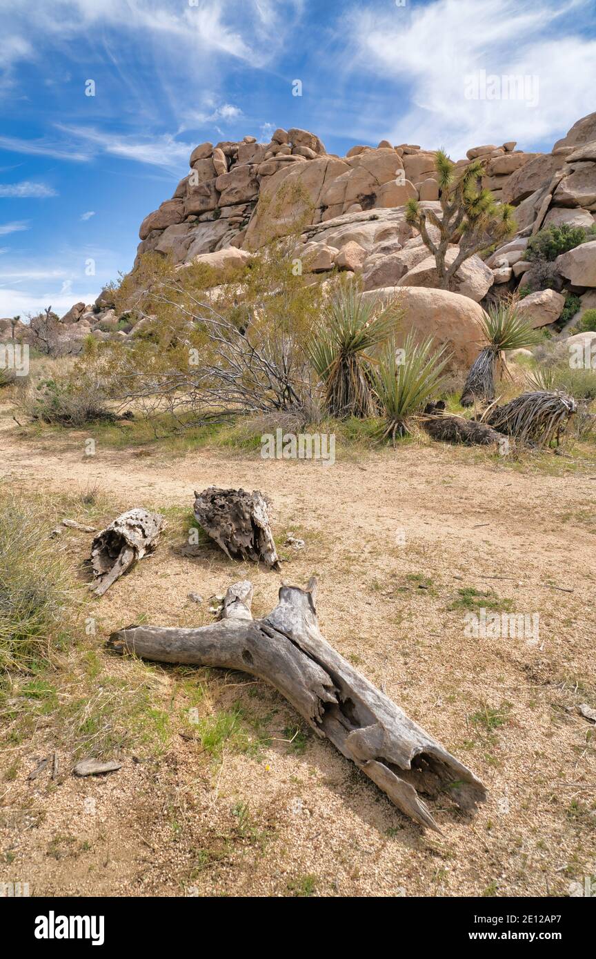 Ramo rotto su strada sterrata lungo la montagna di rocce a. Parco Nazionale di Joshua Tree Foto Stock