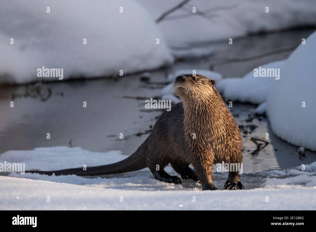 Lontre di fiume in inverno, Wyoming Foto Stock