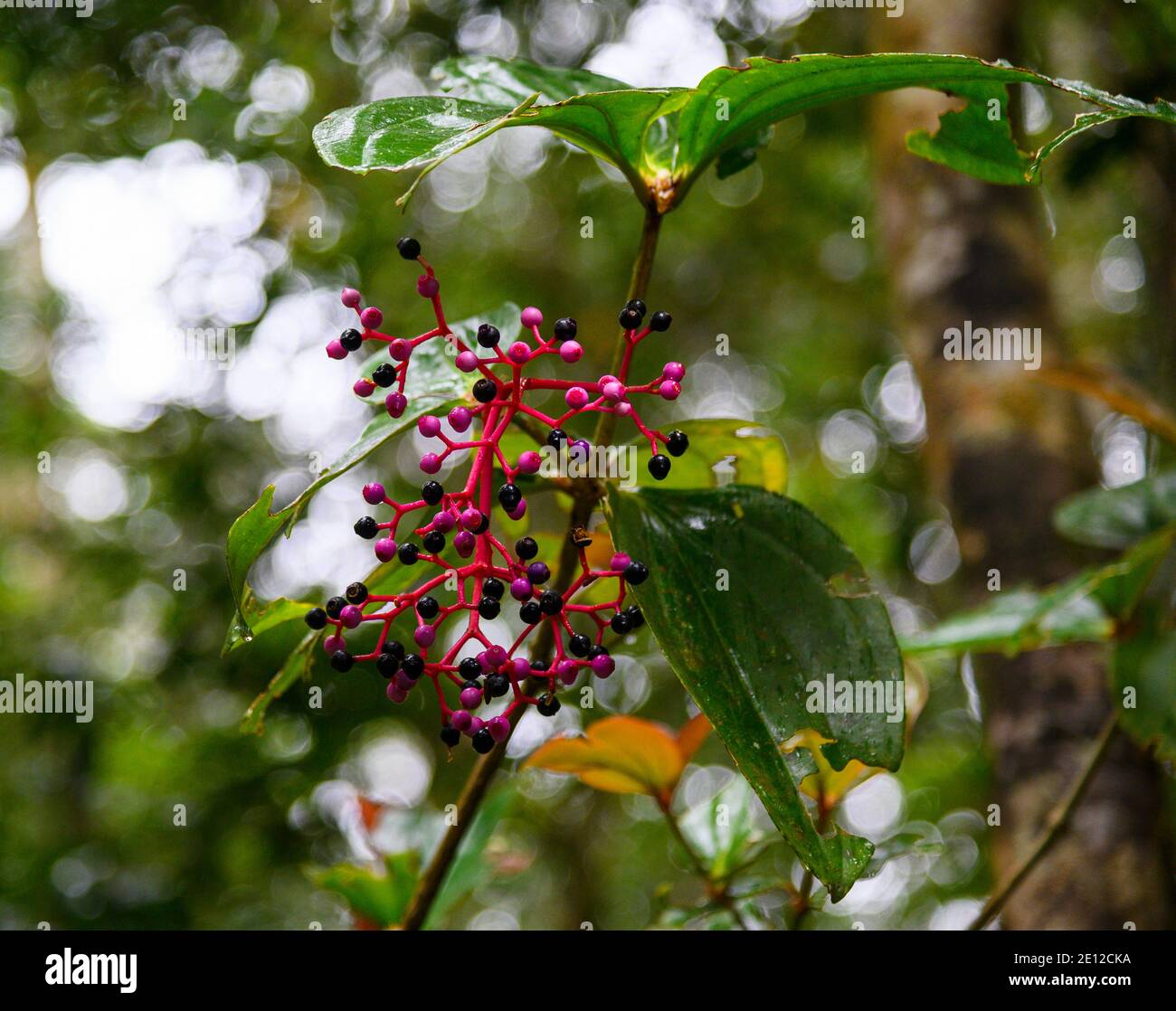 Medinilla magnifica fiore Foto Stock