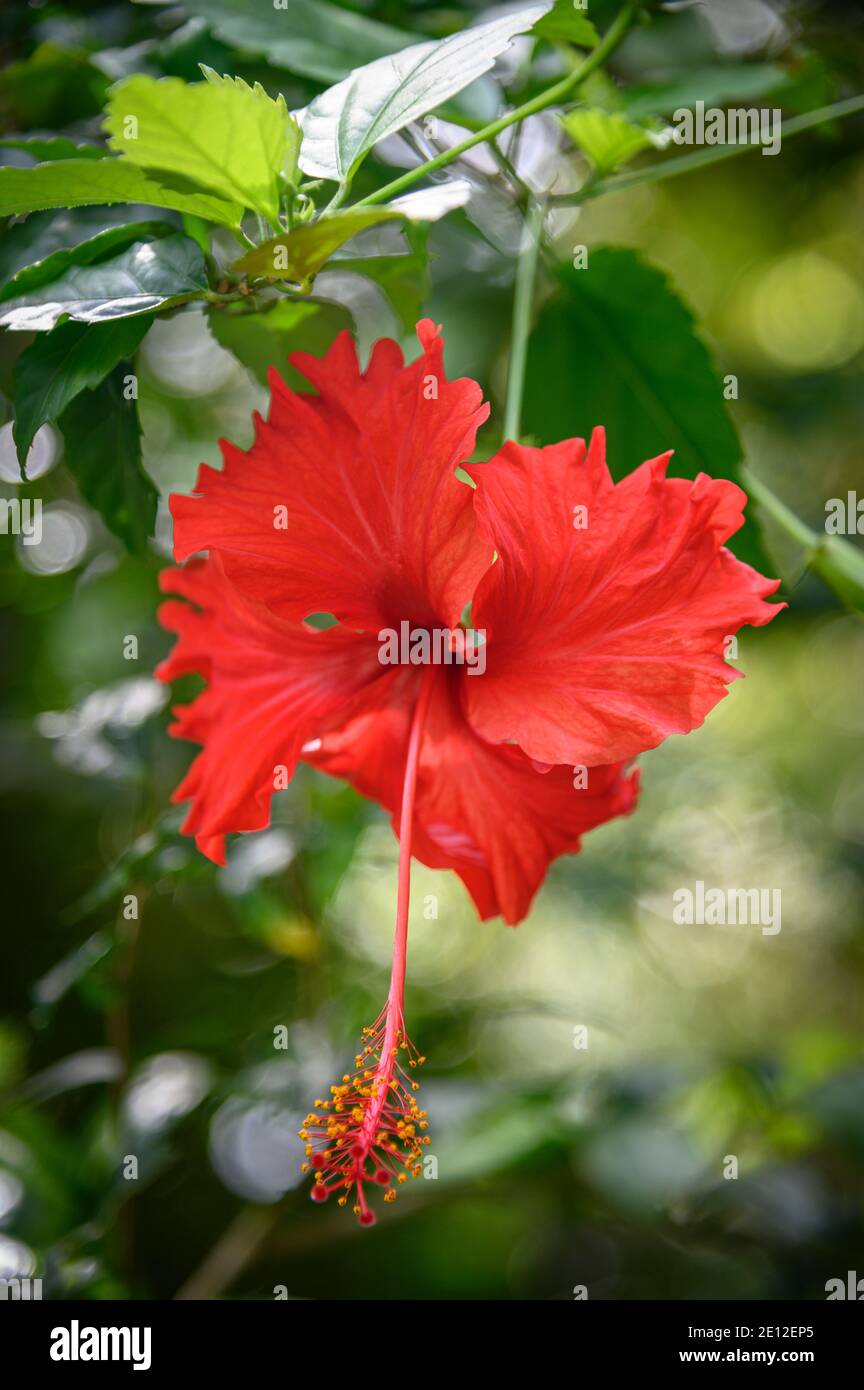 Fiore rosso di Hibiscus Foto Stock