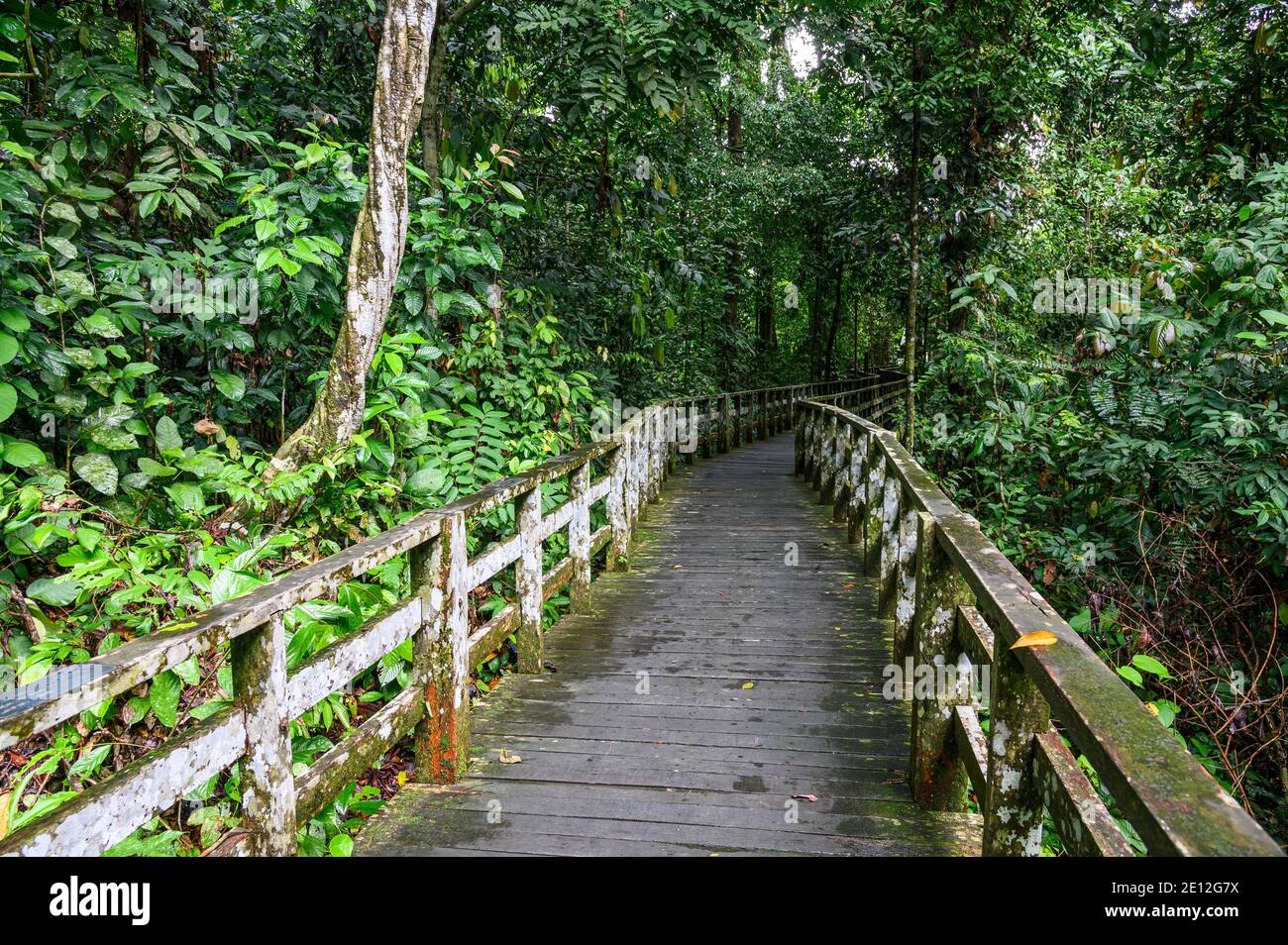passerella in legno attraverso una giungla tropicale Foto Stock