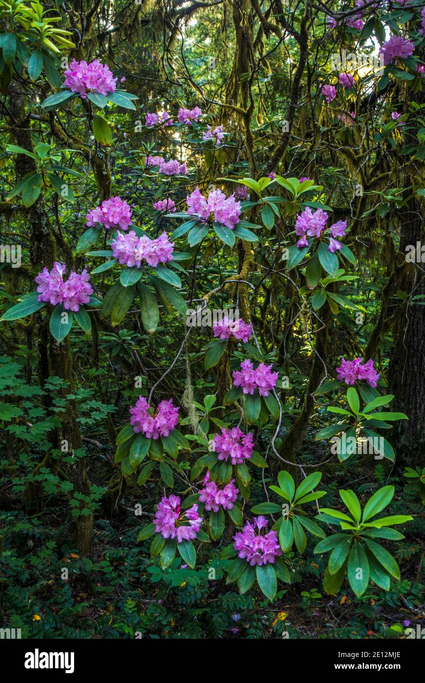 I rododendri selvatici (Rhododendron machrophyllum) abbelliscono la Willamette National Forest vicino a Detroit, Oregon Foto Stock