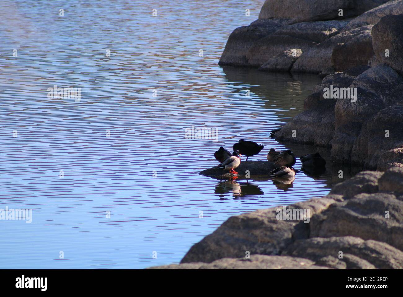 Una varietà di anatre a Willow Lake a Prescott, Arizona Foto Stock