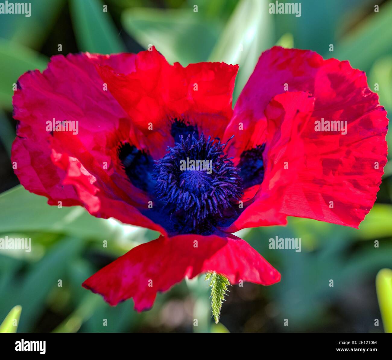 Papavero orientale 'Salmon Glow', Orientvallmo (Papaver orientale) Foto Stock