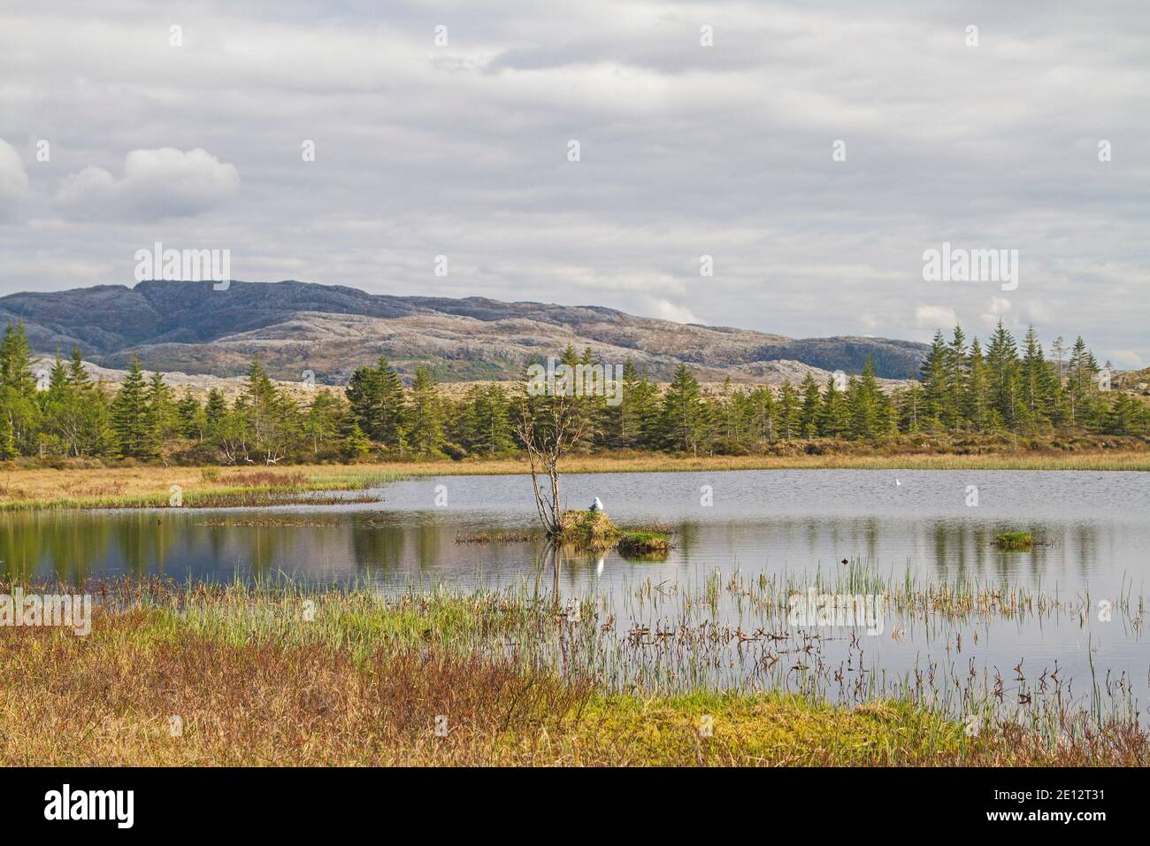 56/5000 idilliaco lago di Bog in UN Fjell dell'isola Indra-Vikna Foto Stock