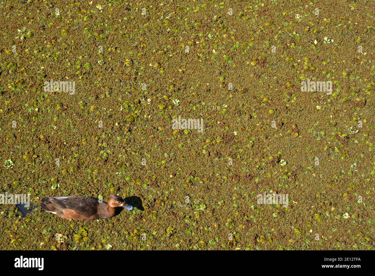 Femmina rosato-fatturato pochard, rosybill, Netta peposaca, in una laguna della riserva ecologica Costanera sur, a Buenos Aires, Argentina Foto Stock