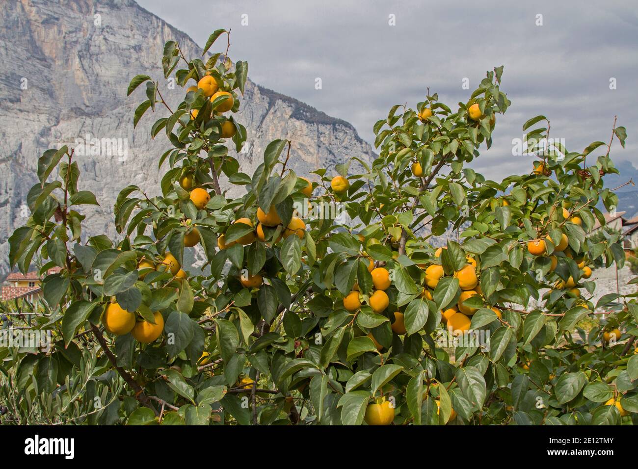 N Autunno l'esotico frutto Sharon, conosciuto anche come Kaki, matura sull'albero Foto Stock