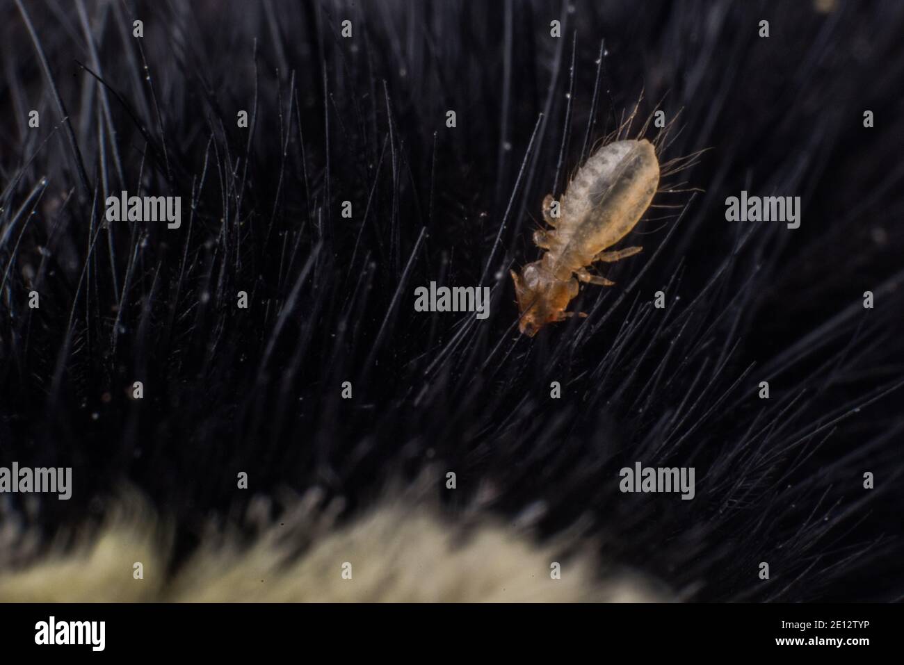 Un primo piano di una serra di uccelli (Menacanthus), una piccola ectoparassita, che è stata trovata sulle piume di un picchio di acorno recentemente deceduto in California. Foto Stock