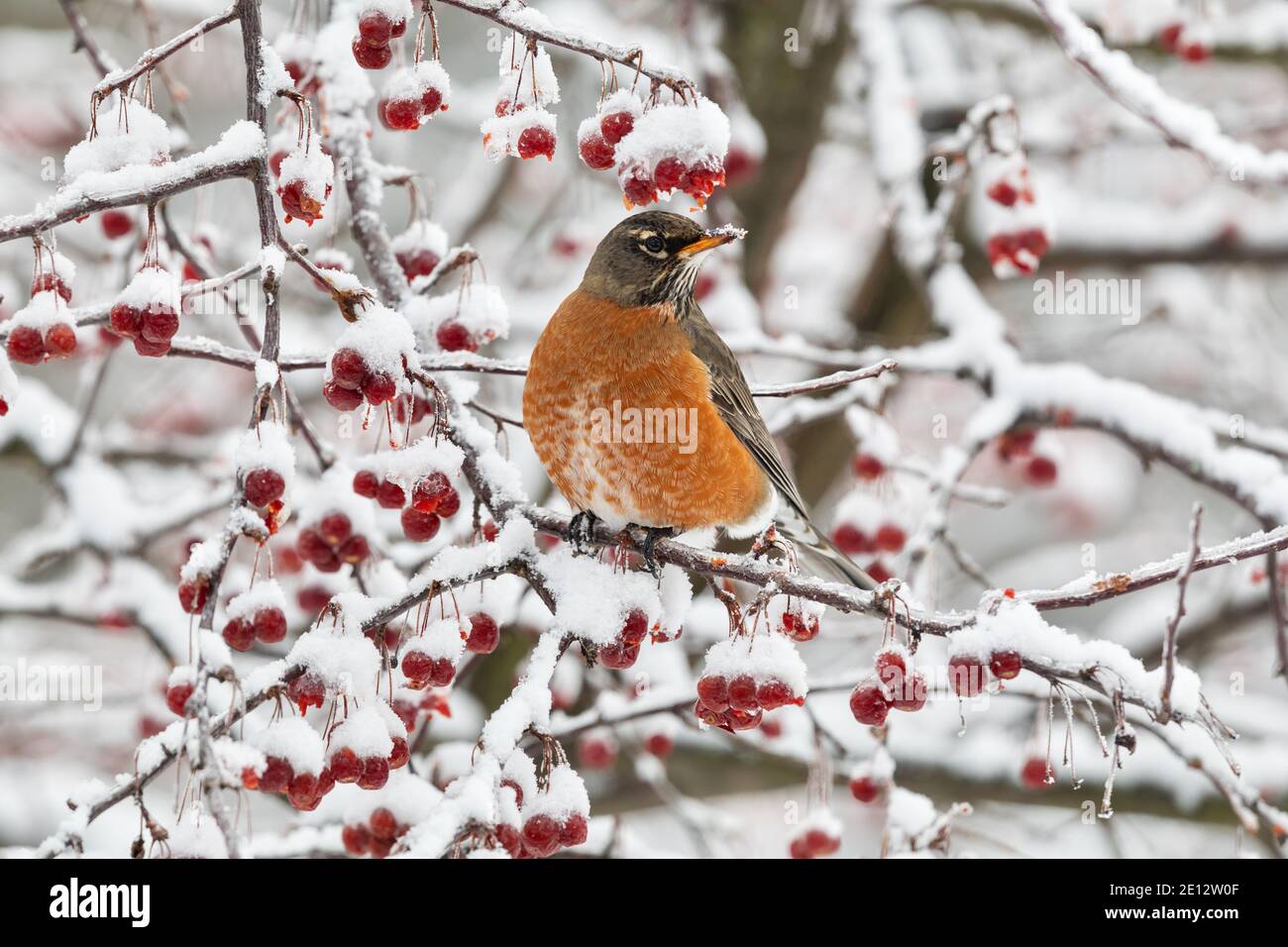 American robins foraggio per le mele granchio a Burlington, Iowa durante una tempesta invernale. Alcuni degli uccelli non migratori si spostano verso una dieta di frutta secca An Foto Stock