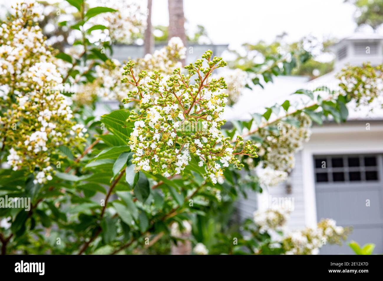 Sydney Australia crepe myrtle natchez lagerstroemia indica in fiore pieno Con fiori bianchi, giardino di Sydney, Australia Foto Stock