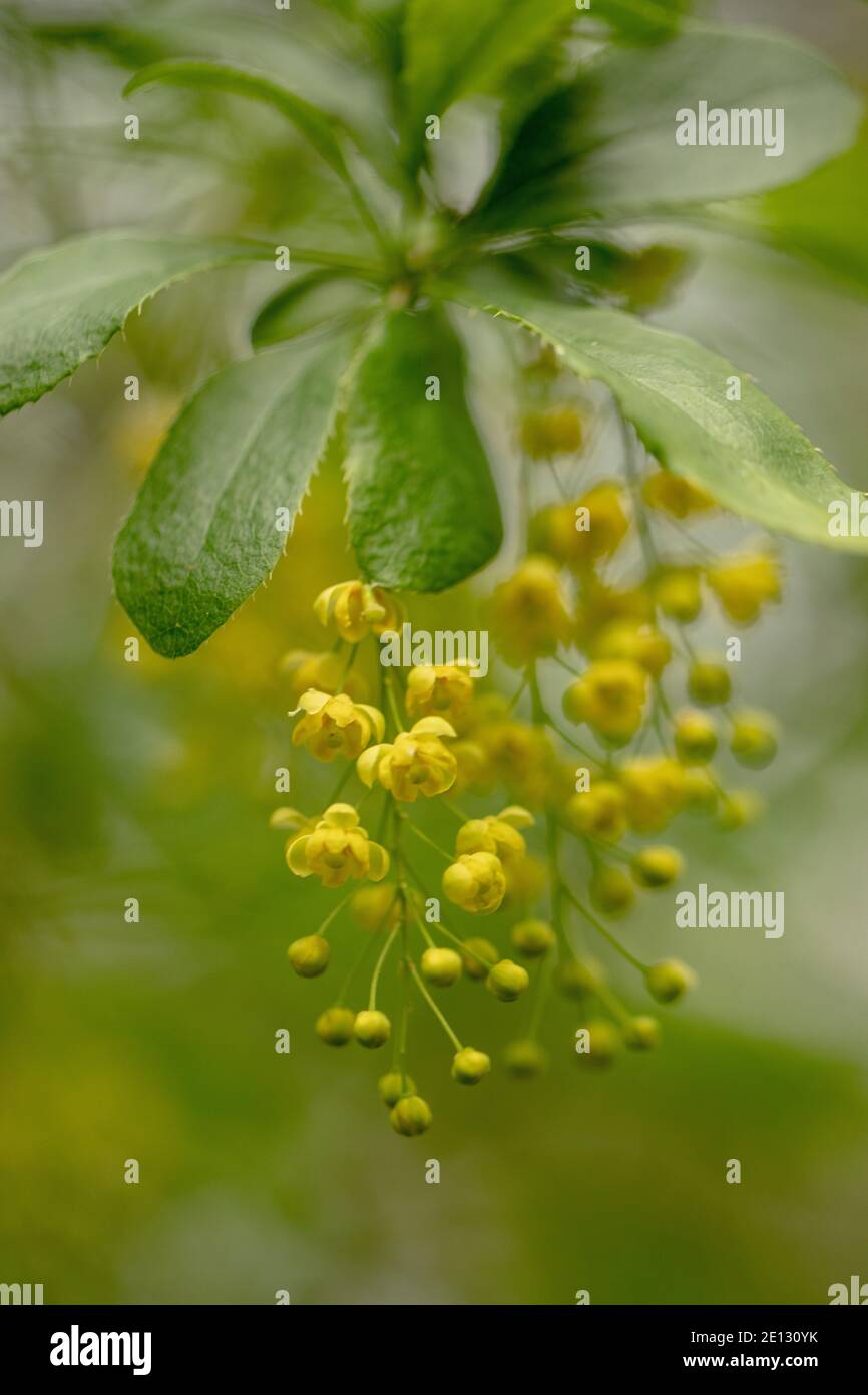 Fiori e foglie di comune Barberry, Berberis vulgaris Foto Stock