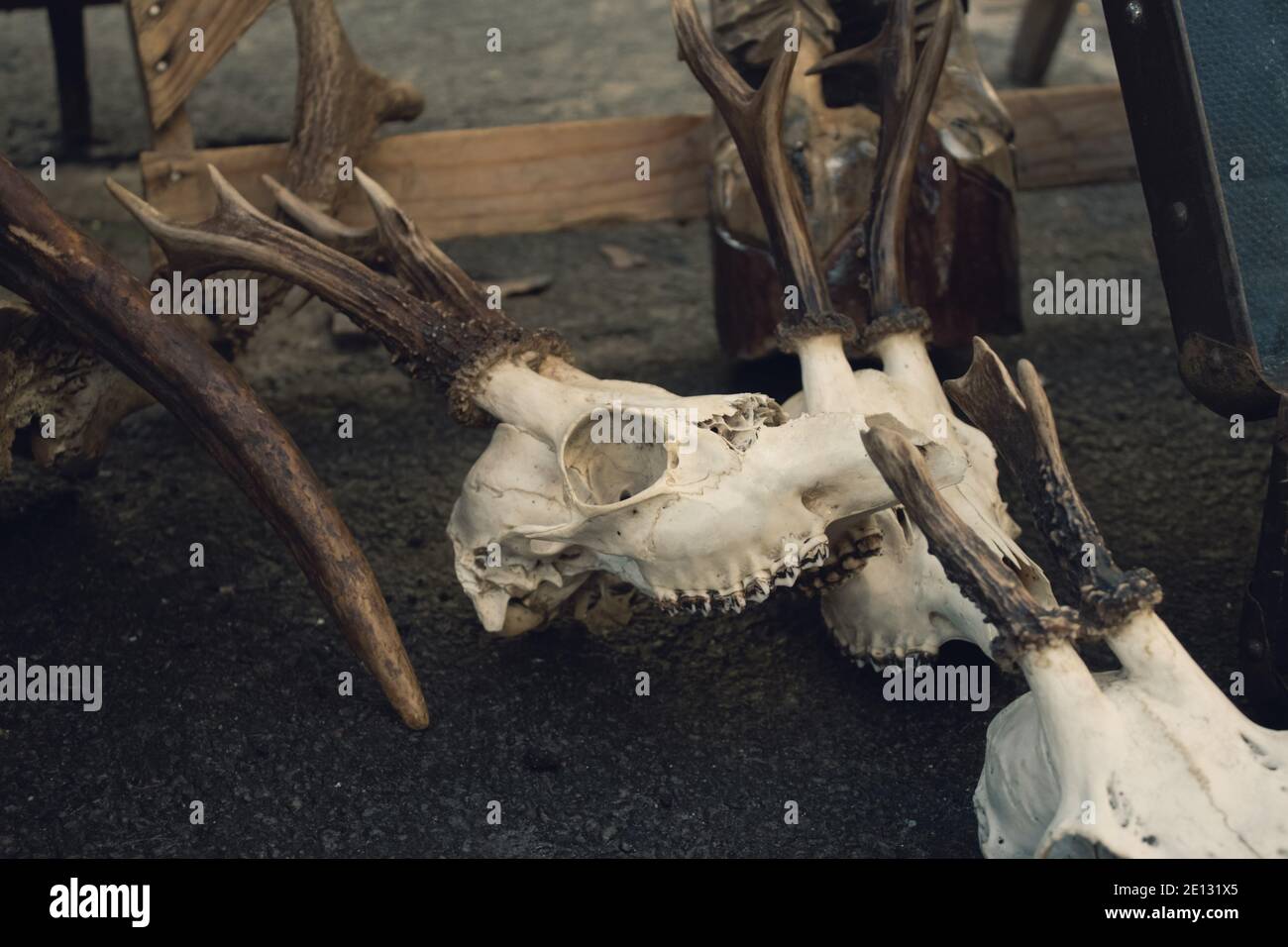 Capriolo capriolo con corna a terra. Accessori per streghe magiche scure, concetto di scienze occulte, antiche pratiche ritualistiche mistiche e sciamani Foto Stock