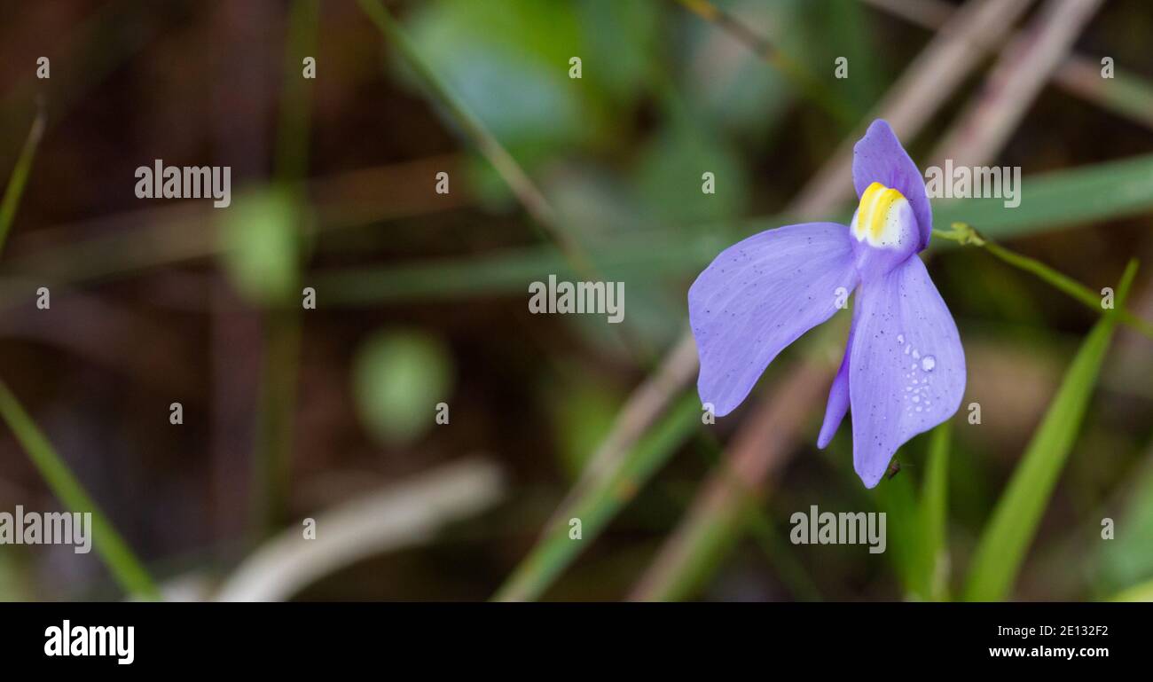Il bel fiore viola del Bladderwort Utricularia geminiloba in Le montagne tra Teresopolis e Petropolis in Brasile Foto Stock