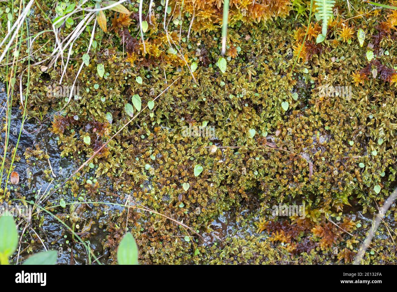 Foglie del Bladderwort Utricularia geminiloba nelle montagne tra Teresopolis e Petropolis in Brasile Foto Stock