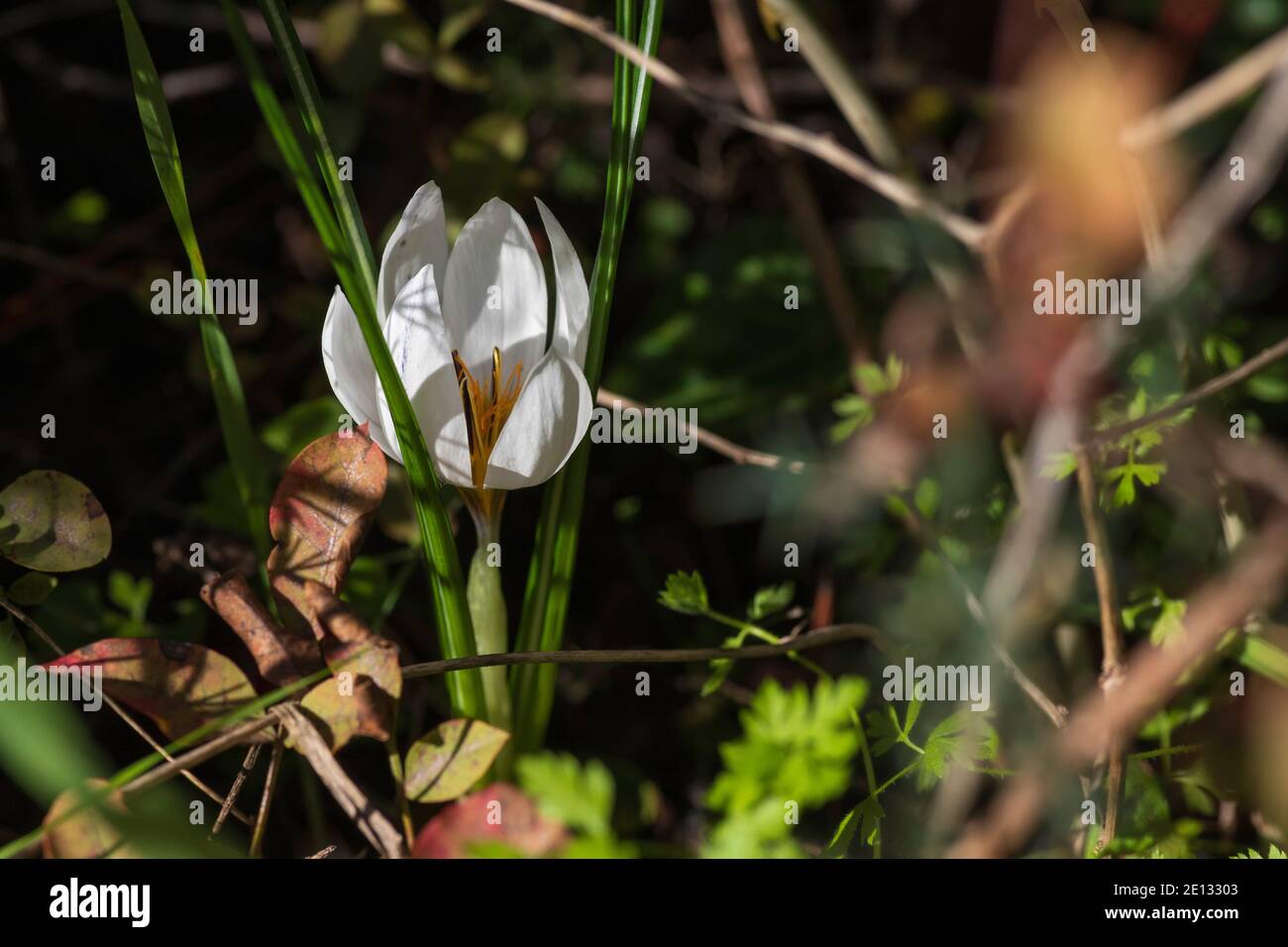 Bianco fiore di croco primo piano tra erba verde Foto Stock