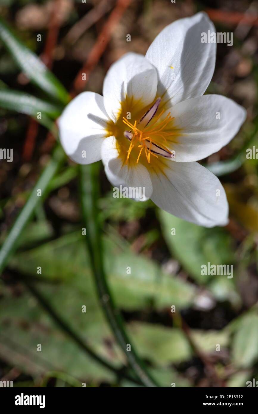 Bianco fiore di croco primo piano tra erba verde Foto Stock
