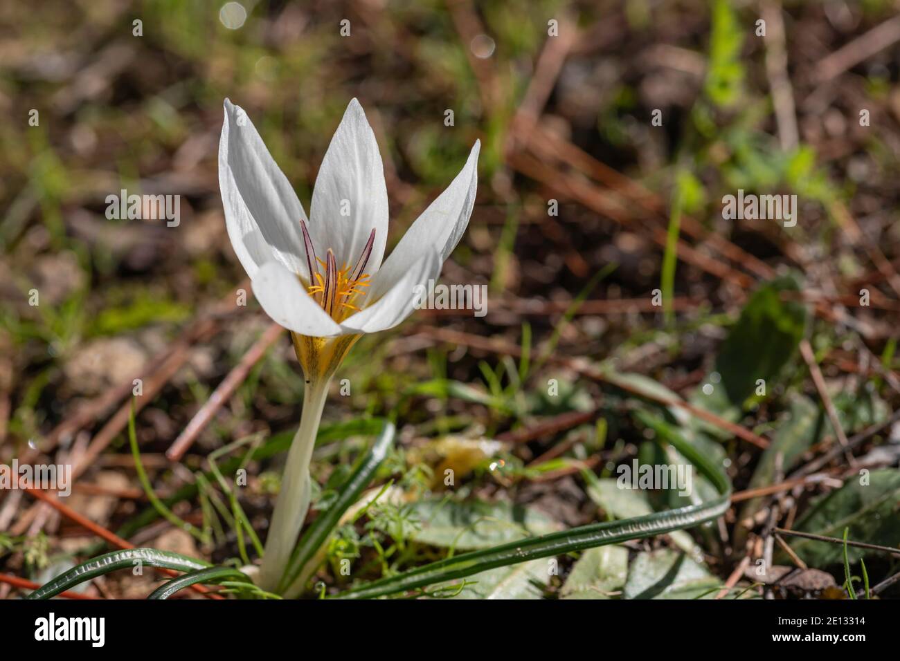 Bianco fiore di croco primo piano tra erba verde Foto Stock