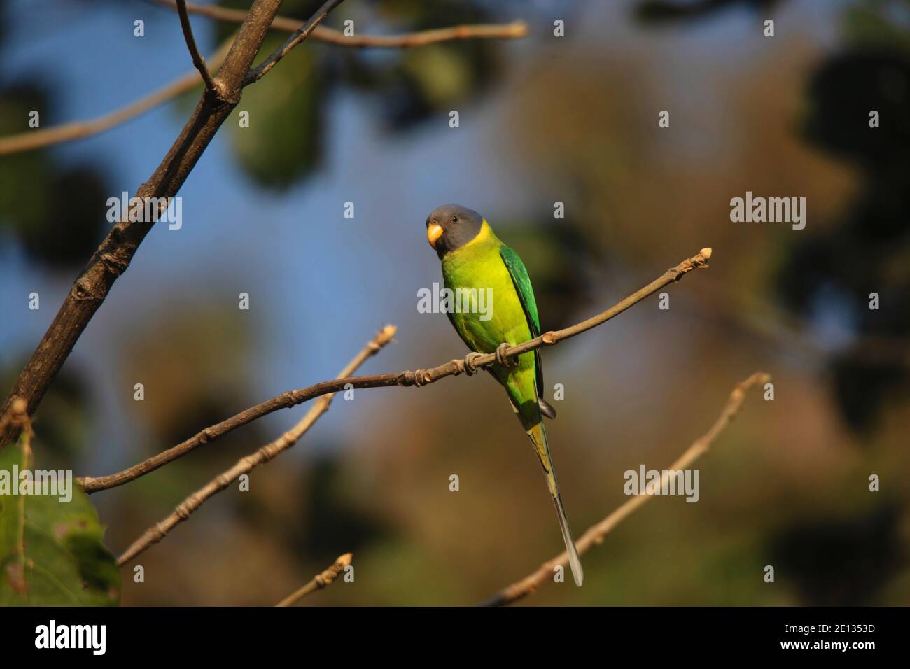 Plum-testa Parakeet femmina, Psittacula cyanocephala, Panna Tiger Reserve, Madhya Pradesh, India Foto Stock