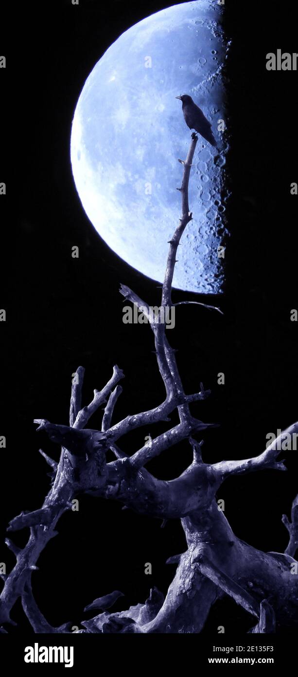 Il corvo carraon (Corvus corone) o Corvo Nero in una mezza luna con il lato sinistro illuminato contro un cielo notturno nero e blu.UN uccello passerino della famiglia Corvidae nel genere Corvus.nativo dell'Europa occidentale e del Paleartico orientale. Foto Stock
