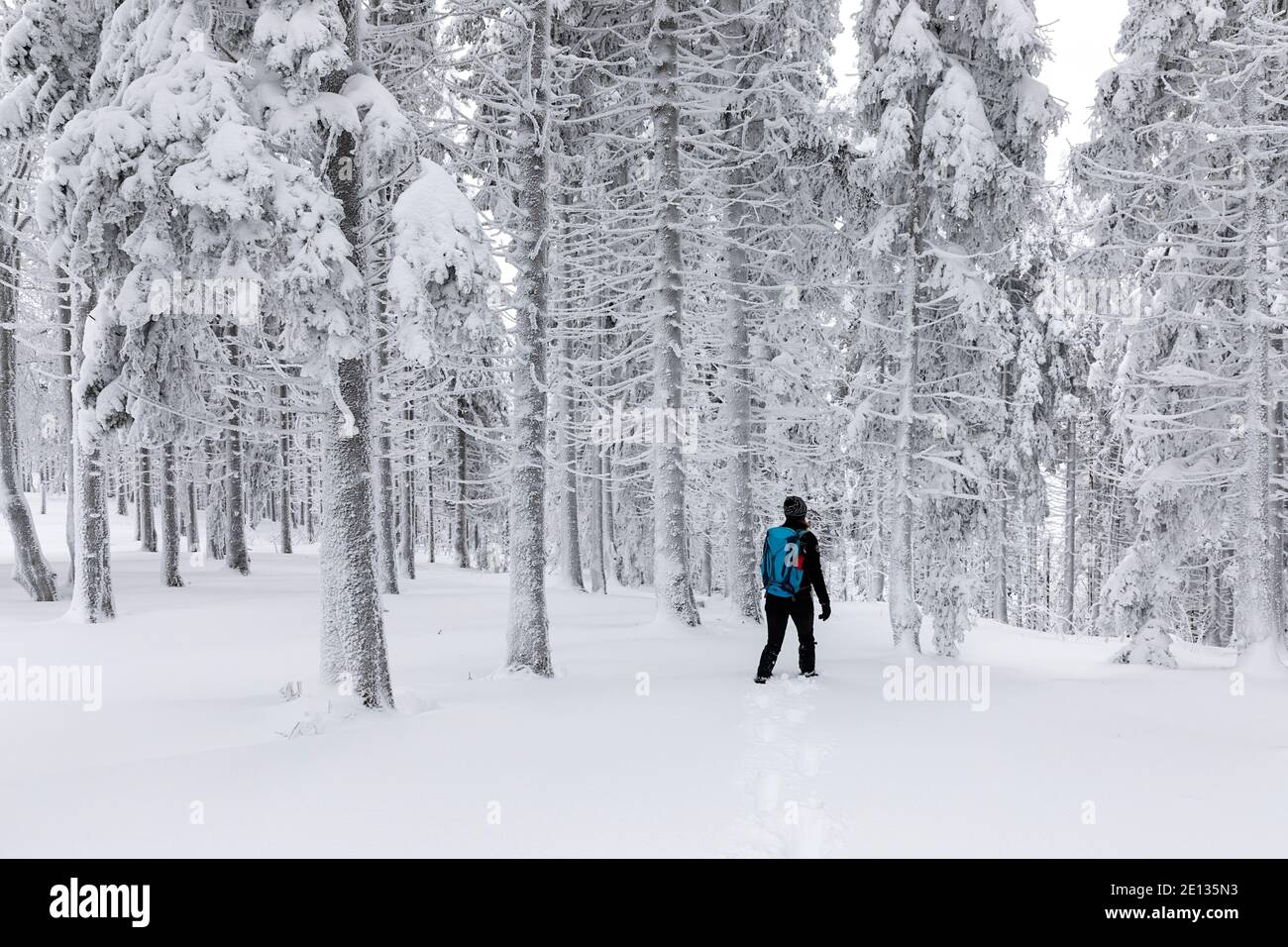 Una donna solista cammina attraverso una foresta innevata in una foresta alpina in inverno. Foto Stock