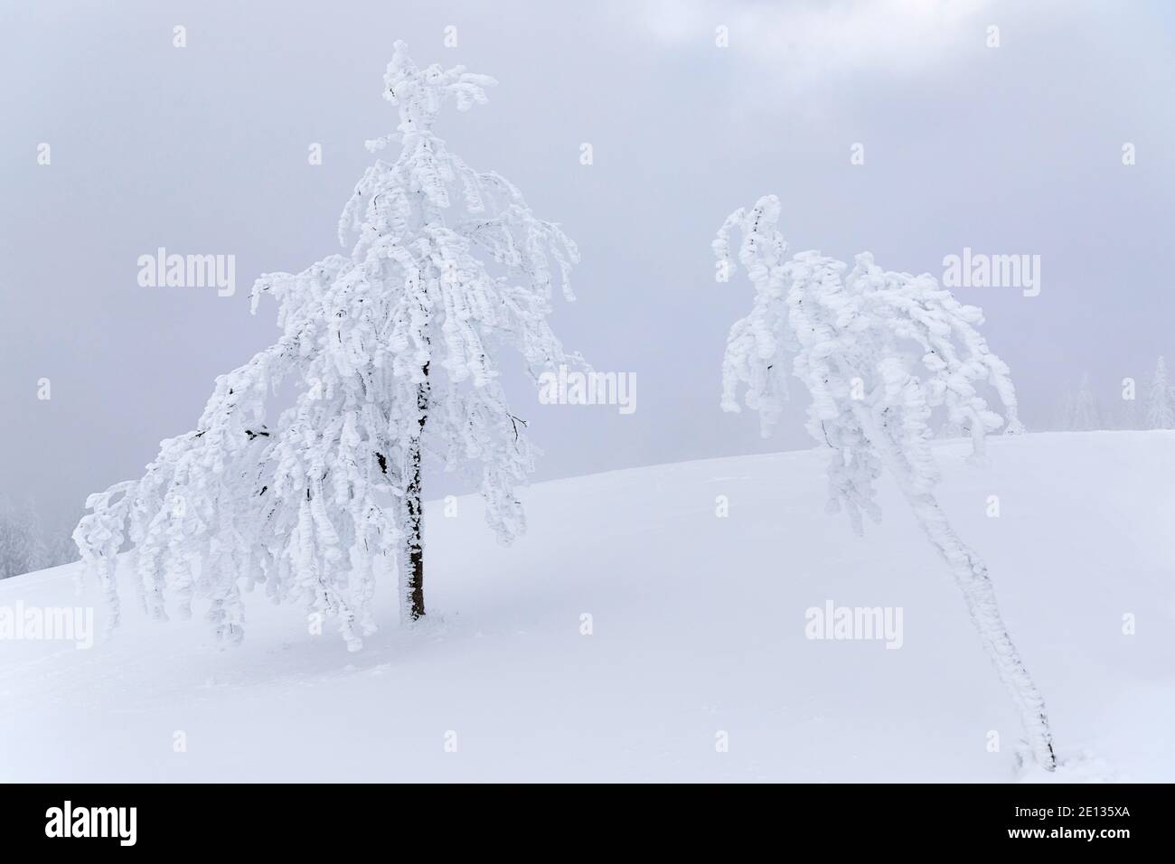 Due alberi coperti di gelo in inverno neve coperta paesaggio Foto Stock